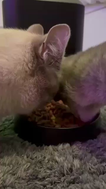 Distributeur de croquette connecté - 2kg